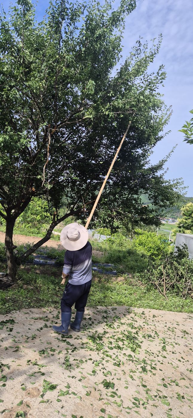 Harvesting maesil plums with a long pole — Daeheung Farm, June