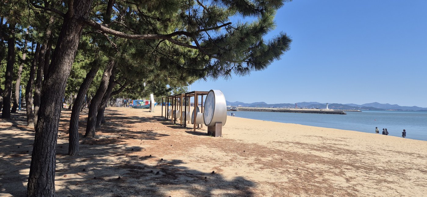Wide pine grove — shade over the sand, sea beyond