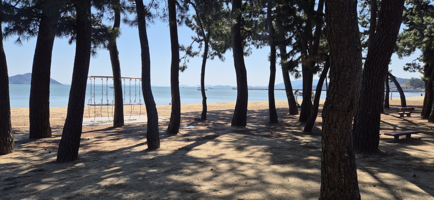 Through the pines to the water
