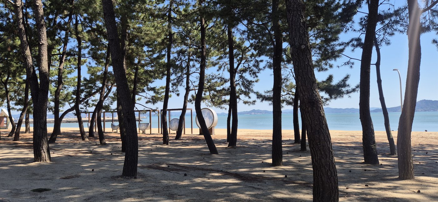 The full pine grove stretching along the beach